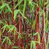 Stauden Gänge 1 x Fargesia scabrida 'Asian Wonder' im C2 Produktbild-Vorschau 4