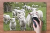 MuchoWow® Schreibtischunterlage Schafe - Gras - Lamm 60x40 Produktbild-Vorschau 3