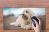 MuchoWow® Mauspad Mousepad Kleiner weißer Malteser liegt Produktbild-Vorschau 3