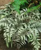 Athyrium niponicum 'Metallicum', Japanischer Produktbild-Vorschau 3