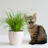 Zynesflora Echtes Katzengras 2 Stück Cyperus Zumula Produktbild-Vorschau 5