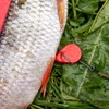 A close-up of a fish with fishing tackle attached, lying on grass and leaves. Produktbild-Vorschau