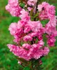 Prunus serrulata 'Kiku-shidare-zakura', Hängende Kirsche, Produktbild-Vorschau 10