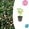 Plantes couvre-sol - Fraise des bois - Fragaria vesca - Pot Voir les images du produit 1