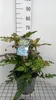 Mahonia jap. 'Hivernant' - Mahonia 50- 60 cm - Pojemnik Podgląd zdjęcia produktu 2