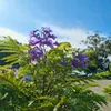 Jacaranda Mimosifolia - 10 ks semen - Rychlerostoucí - Náhled obrázku produktu 5