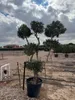 Sunny Tree - Olivenbaum Olea europaea Pompon – 20 Jahre Produktbild-Vorschau 1