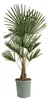 Bloomique - Trachycarpus Fortunei - Chińska palma Podgląd zdjęcia produktu 1