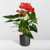 Anthurium Red - Ø17cm - ↕55cm - Ø12cm - ↕40cm Produktbild-Vorschau 12