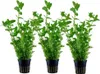 Aquarium Pflanze 3 Stück Bacopa caroliniana AquaOne Nr.343 Produktbild-Vorschau 1