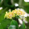 Kolibri Orchids – překvapivá krabička s rostlinami, výhodná Náhled obrázku produktu 3
