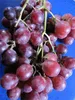 Vitis vinifera Red Globe - rosé Weintraube Tafeltraube - Produktbild-Vorschau 2