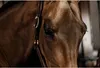 Copricapo Kentucky Horsewear per cavezza in pelle Anatomic Anteprima dell’immagine prodotto 7