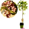 Pistacia vera 'Kerman', weiblich, Pistazienbaum, Höhe 100 Produktbild-Vorschau 1