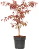 Klon japoński - Acer palmatum 'Atropurpureum' - Wysokość Podgląd zdjęcia produktu 1
