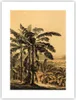 Poster - Poster ohne Rahmen - Palmen Wald Regnerisch - Produktbild-Vorschau 1