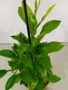 A close-up shot of a small potted plant with green leaves. Náhľad obrázku produktu