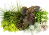 Bunte Herbst-Staudenmischung „Herbstzauber“ – 8 Produktbild-Vorschau 2