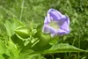 SAFLAX - Blaue Lampionblume - 100 Samen - Nicandra Produktbild-Vorschau 6