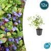Bodendecker - Chinesischer Bleiwurz - Ceratostigma Produktbild-Vorschau 1