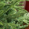 A close-up view of artificial Christmas tree branches. Produktbild-Vorschau