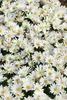 Anemone blanda 'White Splendour', Balkan-Windröschen, weiß, Produktbild-Vorschau 8