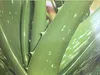 Tabaibaloe Aloe Vera Duschgel 250ml Produktbild-Vorschau 8