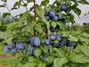 Pflaumenbaum ´JOGANTA®´ Unterlage Myrobalan, wurzelnackt Produktbild-Vorschau 4
