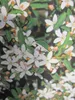 Eriostemon myoporoides - Philotheca - Langblättrige Produktbild-Vorschau 1