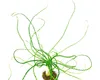 Vodní rostlina Crinum calamistratum Náhled obrázku produktu 1