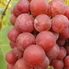 Vite Somerset 2L Anteprima dell’immagine prodotto 2