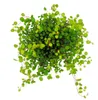 Zimmerpflanze – Mühlenbeckia complexa – Kiwi-Knötchengras – Produktbild-Vorschau 2