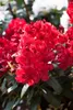 Rhododendron Hybride Erato 40-50 cm, im Topf, immergrün Produktbild-Vorschau 1
