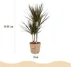 Green boutiQ - Zimmerpflanzen - Dracaena Magenta - Produktbild-Vorschau 3