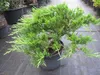 Mooswacholder Rockery Gem - Juniperus sabina Rockery Gem - Produktbild-Vorschau 1