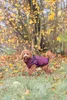 TRIXIE Geschirr-Wintermantel Pirou - sangria - 270L x 460H Produktbild-Vorschau 4