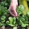 Matador Špenát Zeleninová semínka tmavě zelená Jarní podzim Náhled obrázku produktu 3