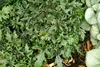 Stauden Gänge 3 x Tiarella Hybride 'Pink Skyrocket' - Produktbild-Vorschau 6