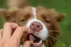 A person's hand is holding a small, dark object near a dog's nose and mouth. Produktbild-Vorschau