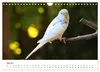 Wellensittiche - der NEUE Kalender (Wandkalender 2027 DIN Produktbild-Vorschau 10