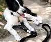 BedDog Hundeleine WILLY verstellbar in 3 Längen Führleine, Produktbild-Vorschau 7