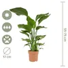 Bloomique - Strelitzia Nicolai - Plante Strelitzia - Oiseau Voir les images du produit 7