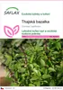 SAFLAX - thajská bazalka - Ocimum basilicum - 200 Semena Náhled obrázku produktu 1