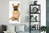 MuchoWow® Poster Französische Bulldogge - Weiß - Braun Produktbild-Vorschau 4