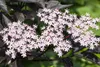 Sambucus nigra 'Black Lace', Schwarzer Holunder, dunkelrot, Produktbild-Vorschau 7