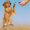 Clik-R Petsafe Clicker per l'addestramento Anteprima dell’immagine prodotto 3