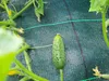 160 m² (100m x 1,6m) Gartenvlies gegen Unkraut Grün – Produktbild-Vorschau 9