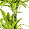Dračí strom - Dracaena deremensis "Lemon Lime" - Zelená Náhled obrázku produktu 5
