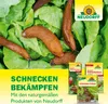 Braune Nacktschnecken auf Salatblättern daneben Neudorff Produkte zur Schneckenbekämpfung Produktbild-Vorschau