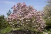 Magnolia 'Galaxy', Magnolie, rosa Blüten, 80–100 cm Produktbild-Vorschau 1